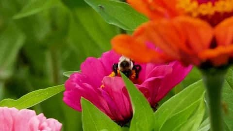 Bumblebee chilling on flower Stock Footage 159666365