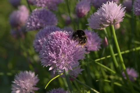 Bumblebee on a Chive Blossom Foto stock