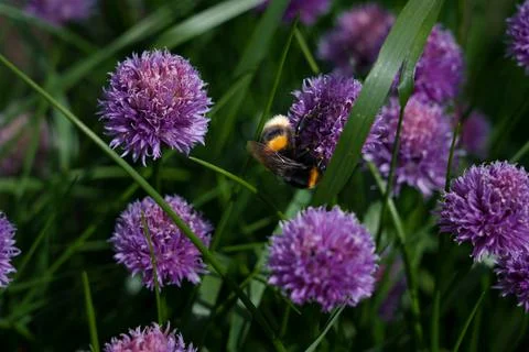 Bumblebee on chive flower Fotos Stock