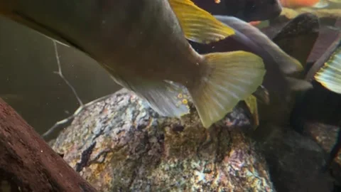 Bumblebee cichlid Pseudotropheus crabro swims in freshwater aquarium. Lake Malaw Stock Footage 345917976