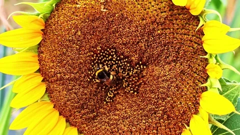 Bumblebee Circles Sunflower Center in Fixed Closeup Stock Footage 345184882