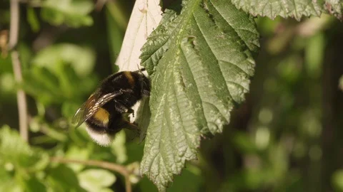 Bumblebee cleaning Stock Footage 128782667
