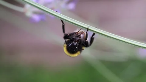 Bumblebee cleaning Stock Footage 202143885