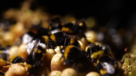 Bumblebee Cleaning in Underground Nest – 4K Cinematic (Bombus terrestris) 動画素材 320671690