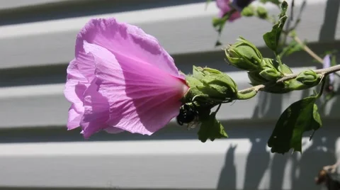Bumblebee cleans itself on a flower Stock Footage 53200925