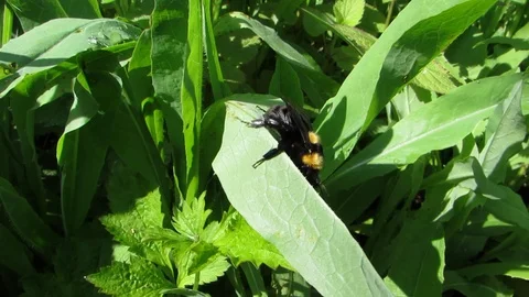 Bumblebee cleans paws Stock Footage 130050208