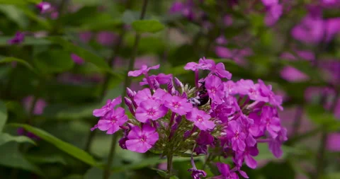 Bumblebee Climbing Flower - Slow Motion Stock Footage 244880713