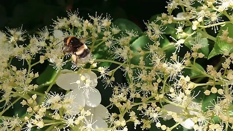 Bumblebee Climbing Flowers Stock Footage 110857745