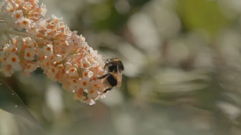 Bumblebee climbing over white and gold Buddleja davidii flowers Stock Footage 308162033