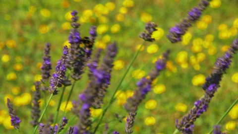 A bumblebee clinging to lavender in the wind. Stock Footage 246193367