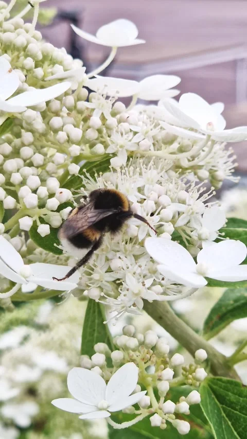 Bumblebee close-up among white flowers Video stock 313892247
