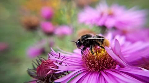 Bumblebee close-up, flying away, wild environment Stock Footage 291431605