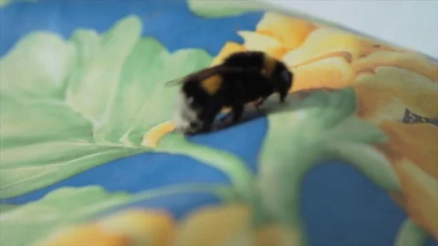 Bumblebee Close Up Video stock 73358263