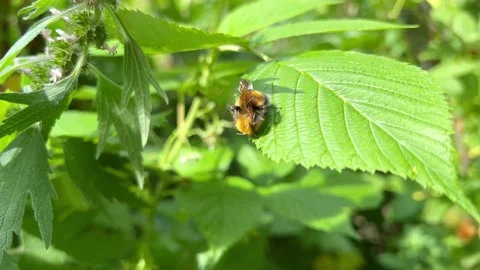 Bumblebee close-up Stock Footage 202287877