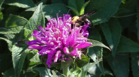 Bumblebee close up in pink aster flower Stock Footage 11227327