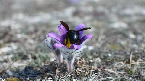 A bumblebee close-up on a purple dream-grass flower Video stock 152277153