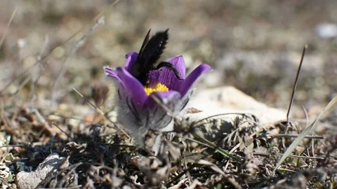 A bumblebee close-up on a purple dream-grass flower Stock Footage 152277165