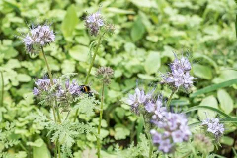 Bumblebee closeu bumble bee on Phacelia tanacetifolia honey plant for bees an Stock Photos