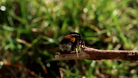 Bumblebee closeup macro shot on a stick Stock Footage 172473800