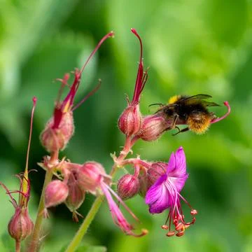 Bumblebee closeup Фото