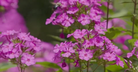 Bumblebee Closeup - Slow Motion Stock Footage 244880731