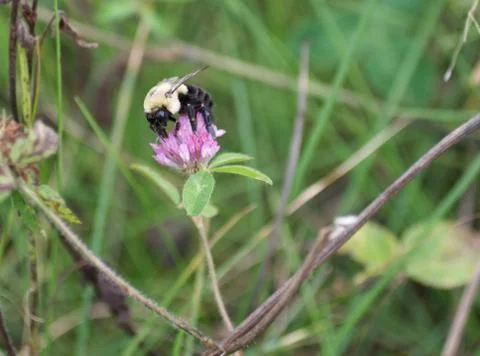 Bumblebee on clover angled towards Stock Photos