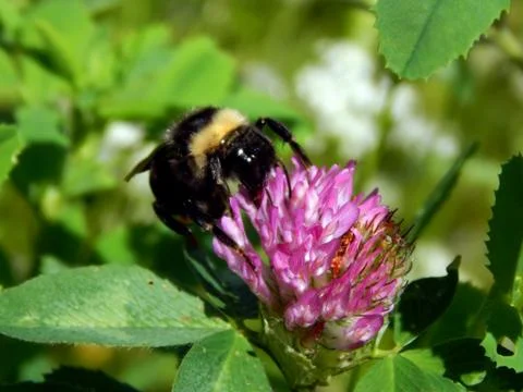Bumblebee on a clover flower close-up Stock Photos