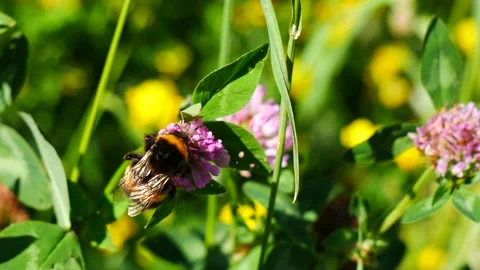 A bumblebee on a clover flower eats nectar. 動画素材 155860975