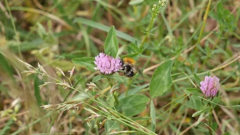 Bumblebee on a clover flower. Stock-Footage 117096700