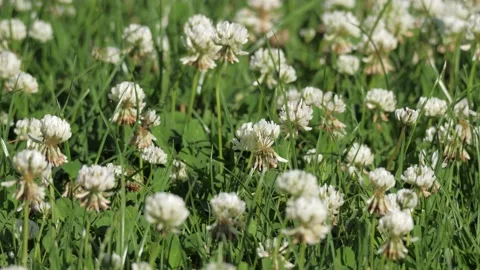 Bumblebee on a clover flower 動画素材 134999960