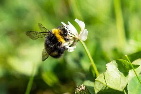 Bumblebee on clover flower Stock-Fotos