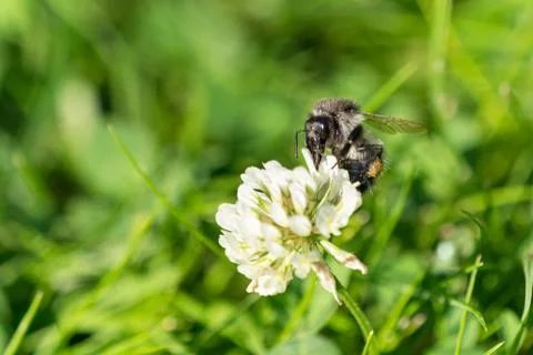 Bumblebee on clover flower Foto stock
