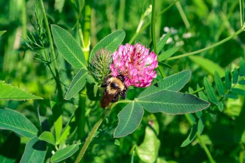 Bumblebee on a clover flower Stock Photos