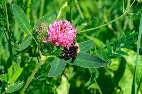 Bumblebee on a clover flower Stock Photos