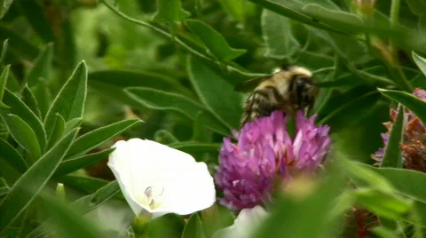Bumblebee on a clover Stock Footage 843617