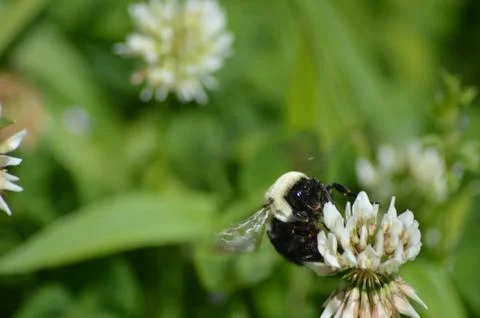 Bumblebee on Clover Stock Photos