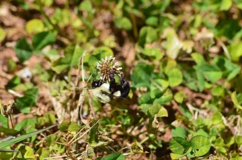 Bumblebee on Clover Stock Photos