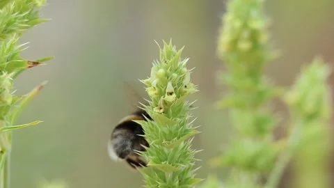 Bumblebee with clumsy and strange movements just after waking up in the morning Stock Footage 311574877