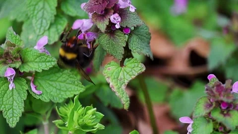 Bumblebee collect nectar from dead nettle blossom. Macro slow motion animal.. Stock Footage 306919909