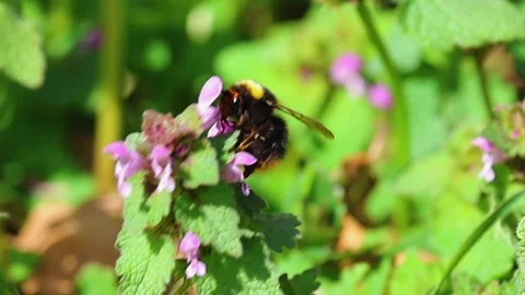 Bumblebee collect nectar from dead nettle blossom. Macro slow motion animal.. Stock Footage 306919912