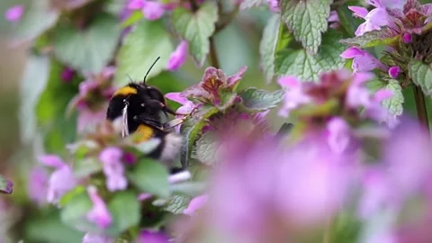 Bumblebee collect nectar from dead nettle blossom. Macro slow motion animal.. Stock Footage 306919920