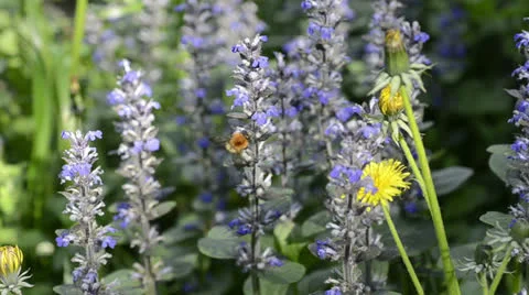 Bumblebee collect nectar on flowers 3 Stock Footage 22881431