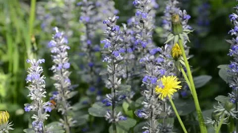 Bumblebee collect nectar on flowers Stock Footage 21993175