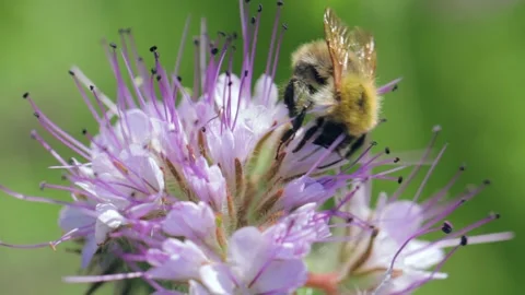 Bumblebee collecting honey closeup shot Stock Footage 221237206