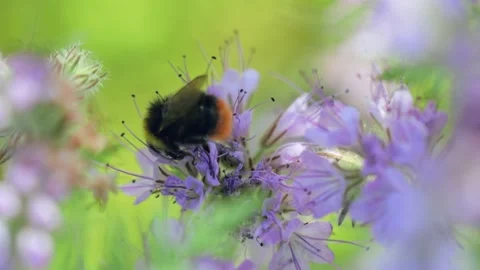 Bumblebee collecting honey closeup shot 库存影片 221237232