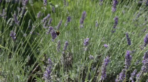 Bumblebee collecting honey Stock Footage 25366070