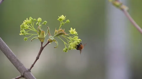 Bumblebee collecting nectar and pollen from maple tree flowers in spring. Stock Footage 154223433