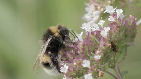 Bumblebee Collecting Nectar And Pollen From Flower - Slow Motion Macro Stock Footage 161950570