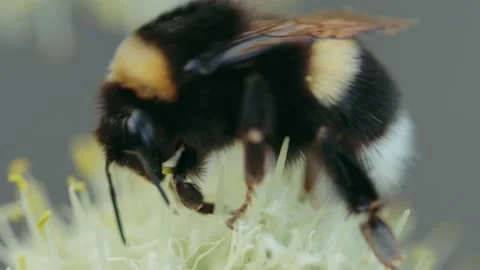 Bumblebee collecting nectar and pollen Stock Footage 167347475
