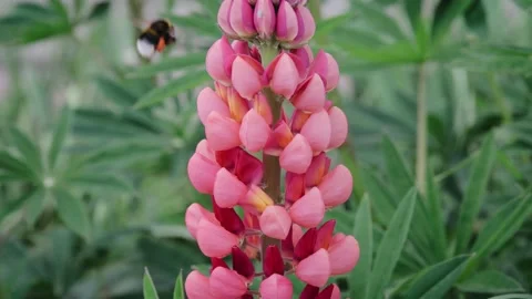 Bumblebee collecting nectar and pollen from the flowers of red Russell hybrid Stock Footage 168674575